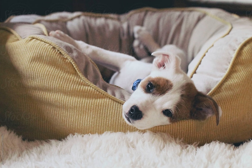 Measuring Your Perfect Dog Bed: Considerations
