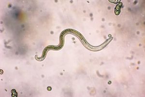 Roundworms Are What Type Of Biohazard